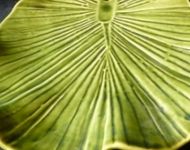 palm leaf with ruffle